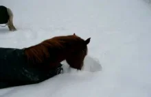 Reakcja konia na głęboki śnieg