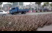 Rolnik przeprowadza przez miasto 5000 kaczek.
