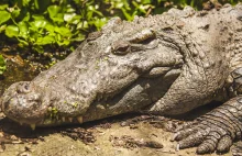 Północna Australia: Krokodyl wyciągnął turystę z namiotu