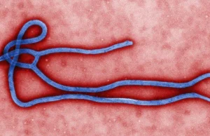 Szczepionka na ebolę z liści tytoniu