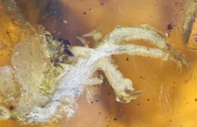 Niemal kompletne pisklę sprzed 100 milionów lat zatopione w bursztynie
