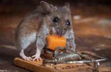 mysz posiadajaca duze szczescie