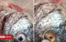 Kuwejt: Sklep rybny doklejał rybom plastikowe oczy by wyglądały świeżo