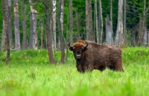 Polski żubr zabity w Niemczech bohaterem mediów. WWF chce kary dla władz