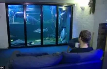 Własny kąt: fan ryb zamienia piwnicę w wielkie akwarium [ENG]