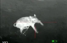 Polowanie na świnie z wykorzystaniem drona UAV