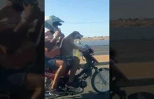 Pies prowadzi motocykl