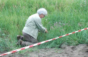 Roślina uznana za wymarłą rosła w Toruniu!