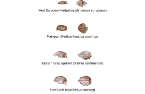 Mózgi ssaków: od myszy domowej po orkę