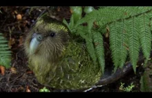 Kakapo, jedyna nielotna papuga na świecie.