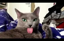 Ładny kotek pokazuje swój język. :D