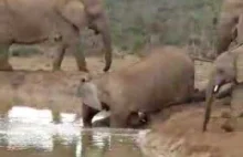 Słonie ratują topiącego się malca.