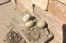 Niezwykłe odkrycie w Gorzowie: Te jaja mogą mieć nawet 120 lat...