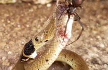 Pająk Latrodectus hasselti zabija znacznie większego od siebie węża.