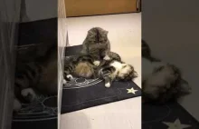 Masujące się koty