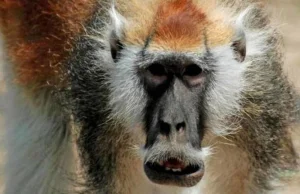 Nowy gatunek małpy z fantazyjnym wąsem - Patas Janusz Polak Rudy