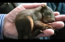 Mała uratowana wiewióreczka zasypia w ręce
