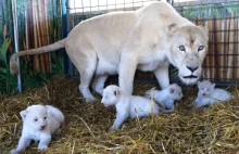Cztery bielutkie lwiątka przyszły na świat w cyrku