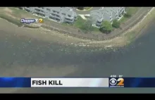 Dziesiątki tysięcy zdechłych ryb u wybrzeży New Jersey