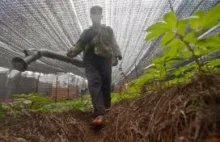 Chińskie zioła skażone pestycydami