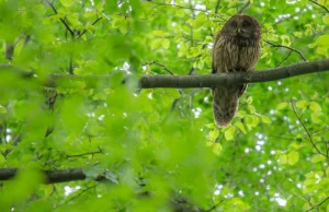Ornitologiczna sensacja na Śląsku. Była ukrywana od wiosny