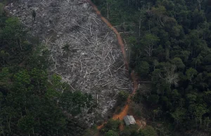 Niemcy wstrzymały wpłaty dla Brazylii na rzecz ochrony lasów amazońskich.
