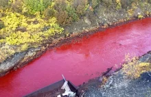 Rosyjska rzeka zmieniła kolor na czerwony