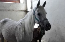 Roszady w państwowych stadninach. Pracę traci prezes z Michałowa