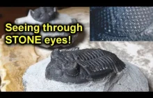 Zwierze o kamiennych oczach[ENG]