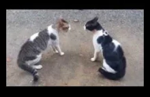 Koty walczące z dźwiękiem