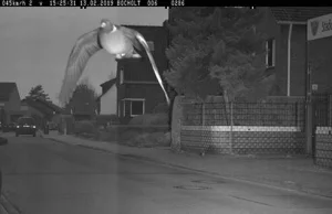 Gołąb – lotnik, który przekroczył prędkość, popadł w obiektyw fotoradaru
