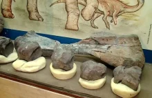 W Argentynie odkryto skamieliny ostatnich dinozaurów na Ziemi. Żyły około 70 mln