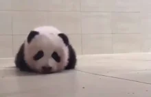 Panda stawia swoje pierwsze kroki
