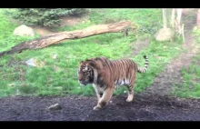 Dublin Zoo - Tygrysia Pobudka