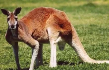 Rzucali kamieniami w kangura, bo chcieli by podskoczył. Zwierzę nie żyje