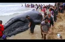Plażowicze ocalili wieloryba