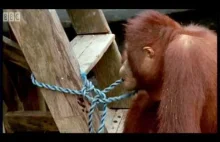 Piorą, piłują, wbijają gwoździe i pływają łódką. Niezwykłe orangutany. Od BBC.