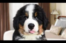 St Bernard Dog Compilation","lengthSeconds":"238","keywords":["bernese