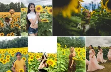 Setki ludzi wtargnęło na pole słoneczników dla zdjęć na Instagram.