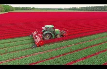 Epickie ścinanie kwiatów Tulipanów w Holandii