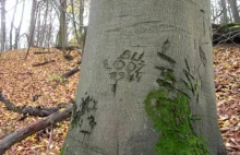 Znaki na drzewach ujawniają zagadki przeszłości
