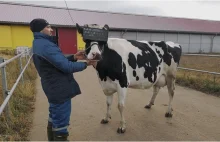 Gogle VR dla krów i muzyka mają zwiększyć produkcję mleka w Rosji