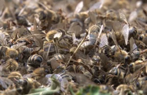 Preparat owadobójczy był przyczyną pomoru 5 milionów pszczół