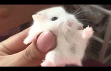 Cute And Funniest Hamster Videos Compilation NEW!
