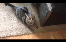 Reakcja kota na "wieść", że pani się "puściła" z innym kotem