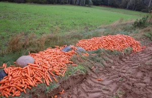 Myśliwi wabią zwierzynę z lasu na pola, a rolnicy liczą straty