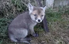 Mały pocieszny lisek wybawiony z opresji przez człowieka