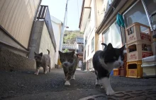 Kocia Wyspa w Japonii