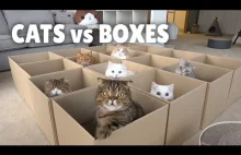 Koty kontra pudełka