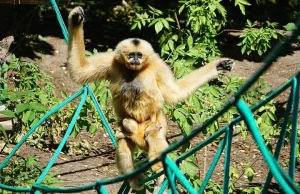 We wrocławskim ZOO urodził się gibon!